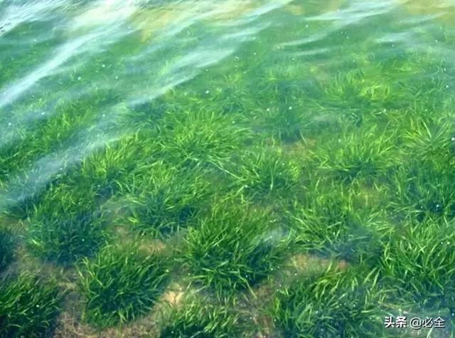 水生植物有哪些，常见的水生植物有哪些（水生植物大全）