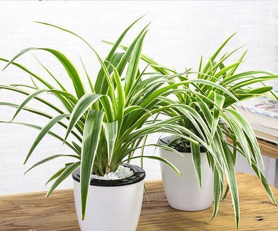 吊兰可以晒太阳吗，吊兰要不要晒太阳（春天养吊兰是“多”晒太阳好）