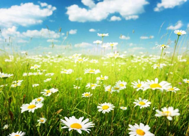 云想衣裳花想容是什么意思，云想衣裳花想容（云想衣裳花想艳）