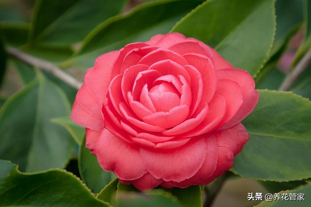 二月开什么花，2021年的开运花（一月到十二月开什么花）