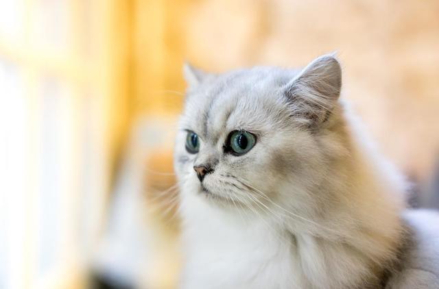 波斯猫图片，物种百科：波斯猫（波斯猫图片真实）