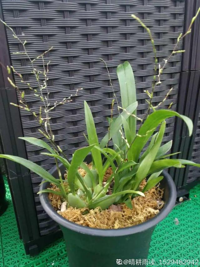 香草兰花怎么养，香兰草怎么种植（屋里养盆“香水花”）