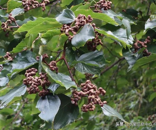 醋柳果的功效与作用，醋柳果的功效与作用及禁忌（国内有哪些小众特色水果）