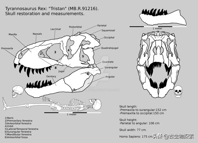 triceratops，triceratops是什么恐龙（三角龙能反杀霸王龙）