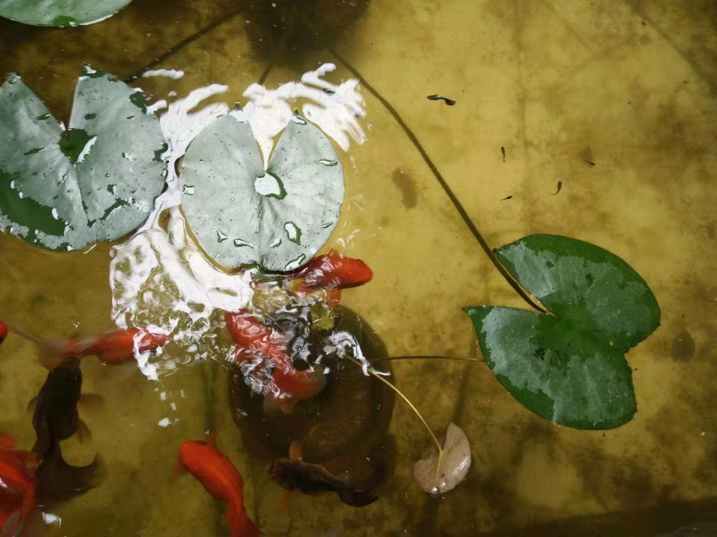 用绿水或青苔水科学饲养孔雀鱼苗，提升成活率与生长速度的实用指南