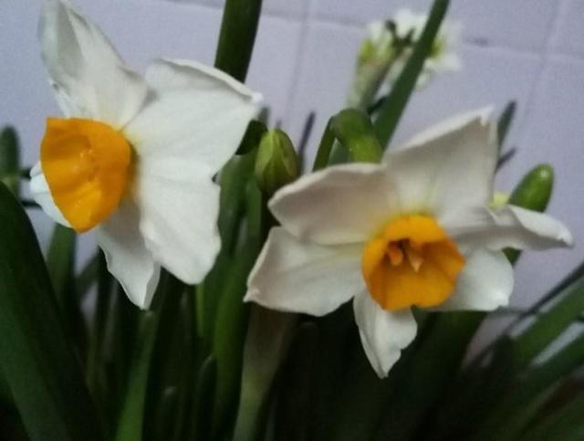 水仙花开完花以后怎么处理，花期长，还能开出好看花（水培百合花怎么养才能保持开的久）