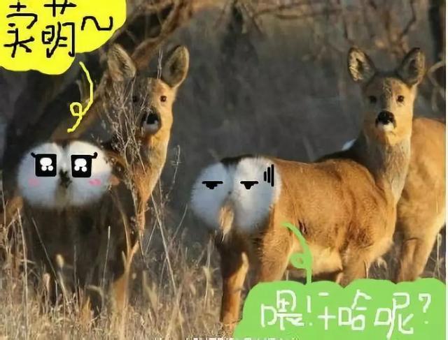 狍子为什么叫傻狍子，狍子为什么叫傻狍子视频（硬是把自己蠢成了国家保护动物…）