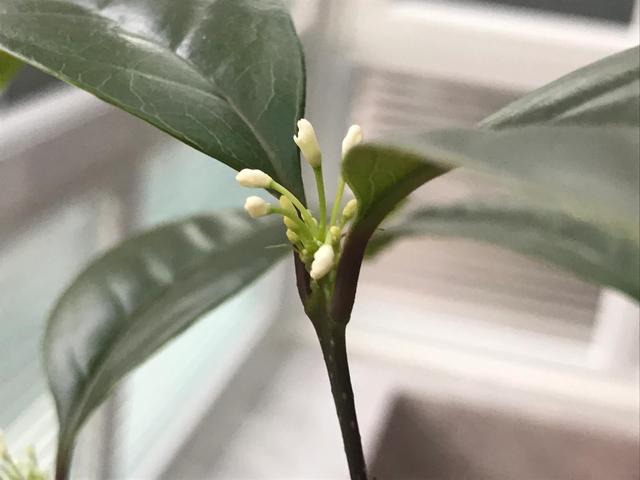 月桂树是每月开花吗，月桂树是不是每月开花（芳香四溢的四季桂花-月月桂的花期）