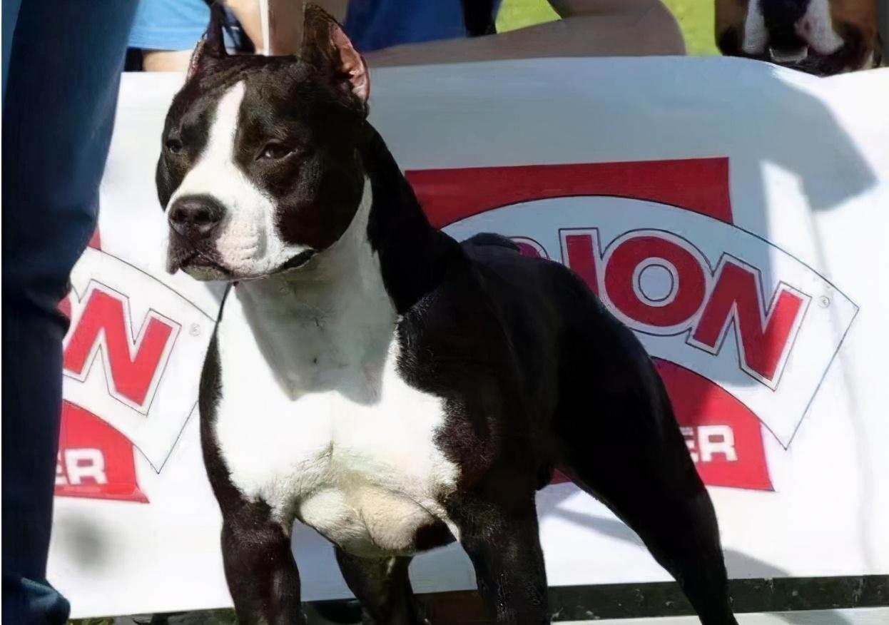 美国斯塔福梗多少钱(护卫能力很强的7种狗)