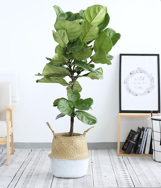 红铁树的作用与功效，红铁树的作用与功效是什么（分享10种寓意美好并且适合客厅种植的植物）