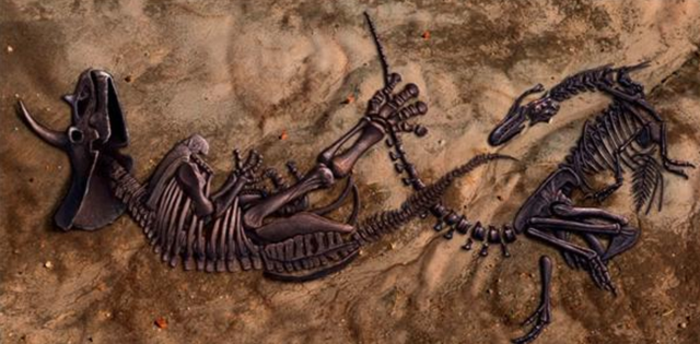 暴龙和霸王龙的区别有哪些，霸王龙是暴龙的一种还是属于暴龙（6700万年前“双龙决斗”化石被发现）