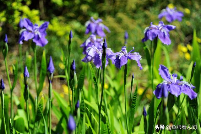 蓝紫色鸢尾花的花语图片