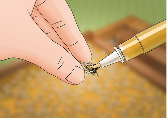 蜜蜂有什么特点，蜜蜂的特点是什么（图示4种巧妙小方法）