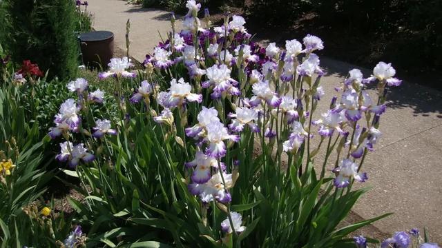 鸢尾花的寓意是什么，鸢尾花是什么含义（全球70000多个品种的这类植物原来都叫鸢尾）