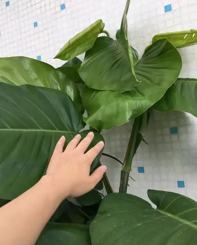 绿萝怎么养才能更旺盛，绿萝怎么养才能更旺盛用什么肥料