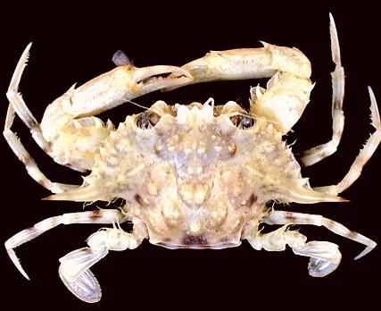 梭子是什么样的，梭子是啥玩意儿（生物相册•散落全世界的远亲）