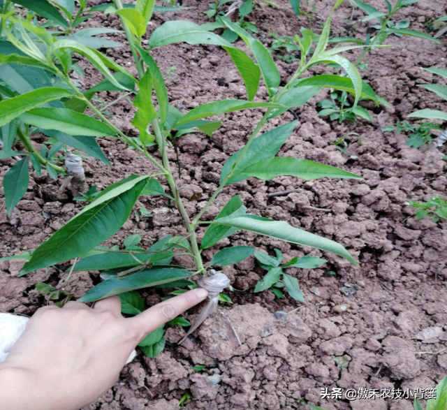 桃树嫁接时间和方法，桃树几月份嫁接合适及嫁接方法（在什么时候、选什么砧木、用什么方法嫁接容易成活）