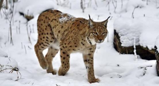 哺乳动物有哪些，世界上哺乳类动物有哪些（哺乳类动物和图片）