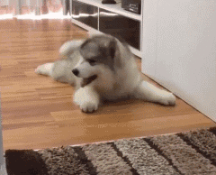 阿拉斯加犬小时候，狗一般有几个月就长成大狗了（毛茸茸的一团太可爱了吧）