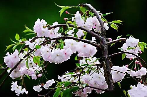 樱花是什么颜色，樱花有哪些品种和颜色（早樱、晚樱、垂枝樱、云南樱简介）