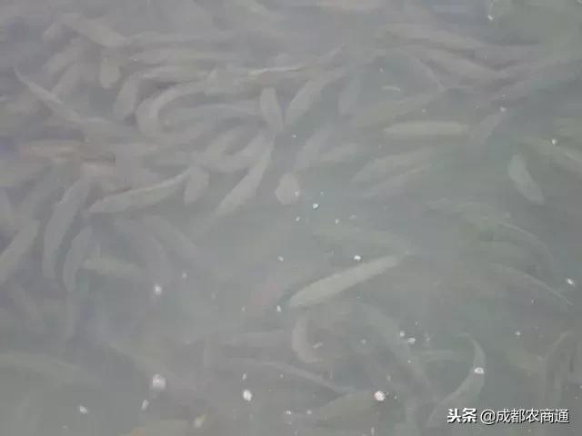 黑鱼养殖需要注意哪些要点，常见疾病该如何防治（黑鱼养殖的5大要点）