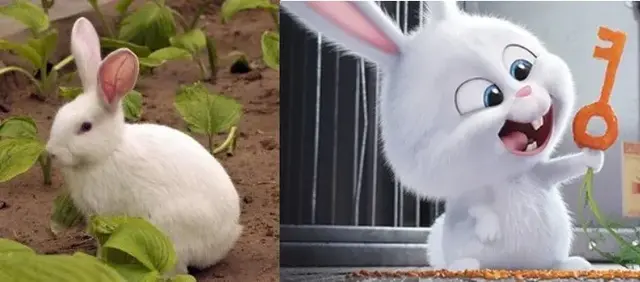 巨型安哥拉兔的八大生活习性，安哥拉兔是最大的兔子吗（你见过最大的兔子有多大）