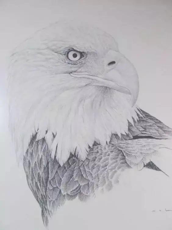 如何画一只老鹰,画一只帝王暴龙(快收藏起来临摹学习吧) 如何画一只老鹰,画一只帝王暴龙(快收藏起来临摹学习吧)