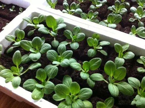 烧烤蔬菜有哪些，50款烧烤素菜菜单（7种“大叶菜”）