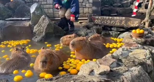 豚鼠（豚鼠特工队），地表最强治愈系生物——水豚（豚鼠特工队主角）