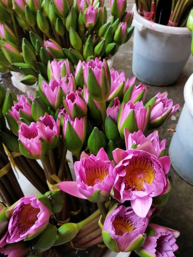 荷花最好看的品种是什么，这花最好看、最好养