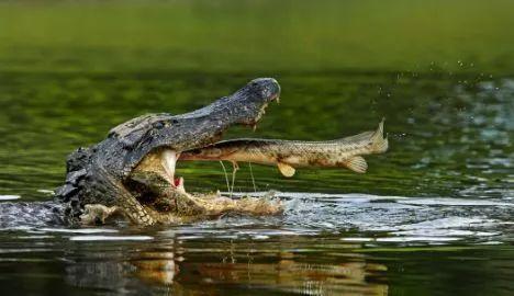 鳄鱼生殖方式图片
