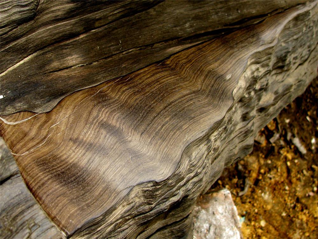 阴沉木市场价格，阴沉木价格！（40米阴沉木现身四川一工地）