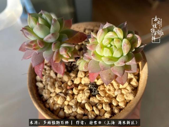 多肉植物图片，感恩相遇，余生相互关照（若绿多肉植物图片）