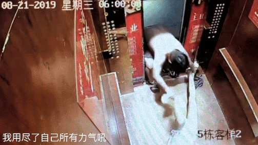 柴静专访李阳，柴静专访李阳家暴事件（最著名家暴男8年后被前妻原谅……“这哥们居然都能有老婆）