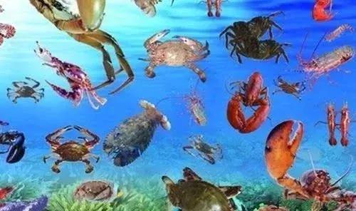 用什么农药药鱼，用什么农药药鱼最厉害（常用鱼药的优缺点与药用量及品种禁忌）