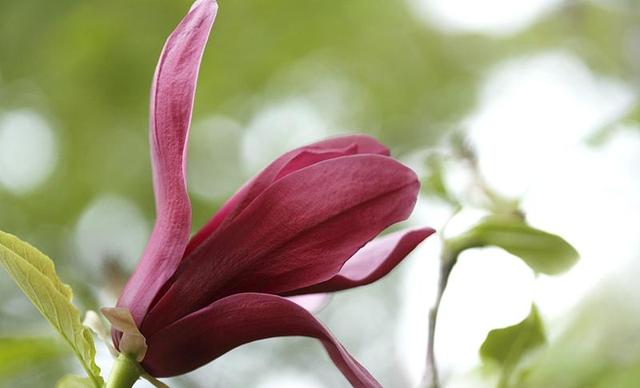 日本的花和花语，日本兰花花语（200种花卉的花语汇总）