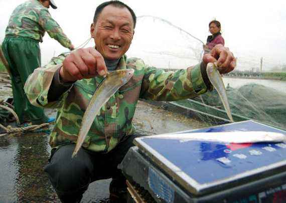 长江刀鱼--长颌鲚又称长江刀鲚,刀鲚,隶属于鲱形目,鳀科,鲚属