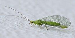 蛩（蛩蠊目），昆虫的分目概要（ひどい目にあった）