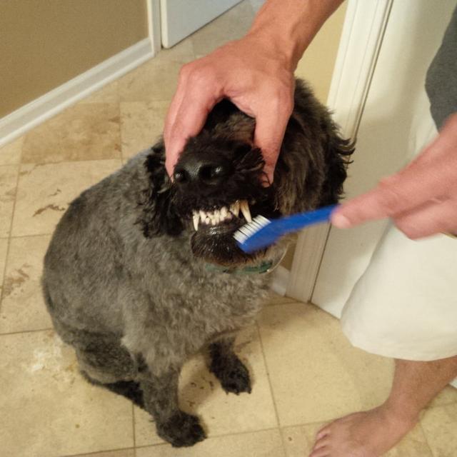 怎样给狗狗正确刷牙，狗狗应该怎么刷牙（给狗狗洗牙，究竟是怎么洗的）