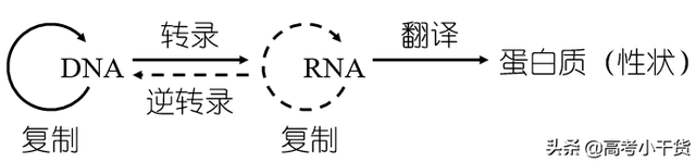 什么是基因的遗传信息，什么是基因的遗传信息传递（<基因、遗传篇>建议收藏）