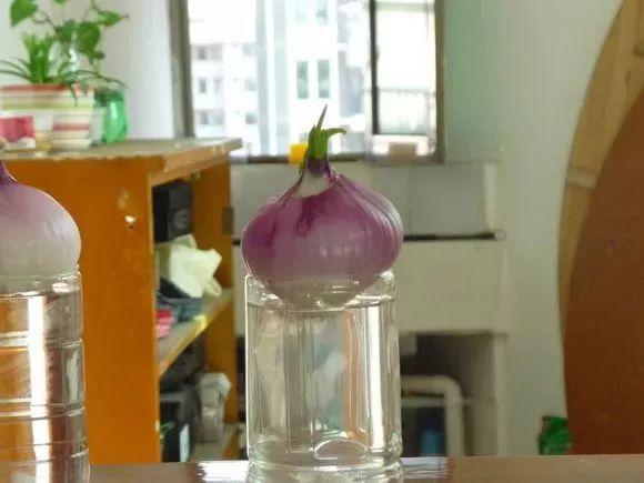 洋葱会开花吗怎么种洋葱，1个洋葱丢盆里