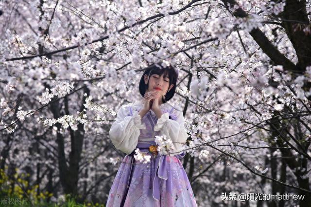 贵州平坝万亩樱花盛开如云似雪似仙境，美丽风景等你来欣赏