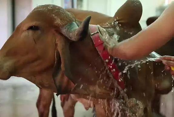 为什么牛奶加牛尿，牛奶里加牛尿是真的吗（印度男子跟3头母牛组织新家庭）