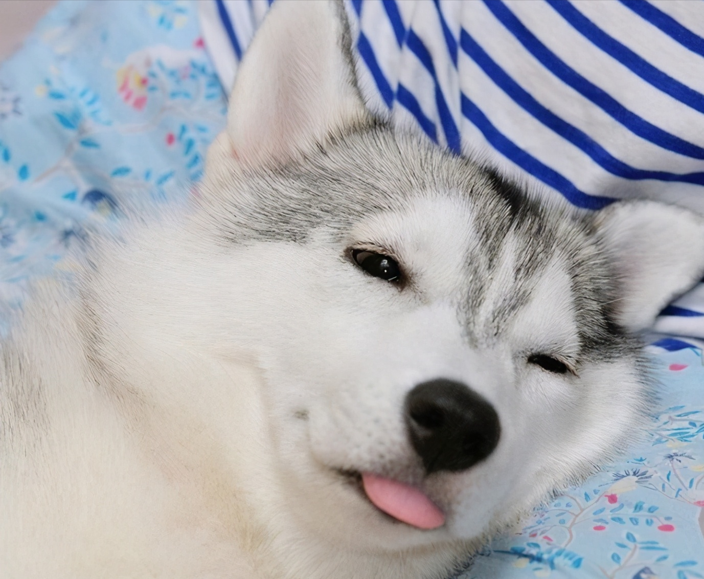 养狗一年,才知道"哈士奇"和"二哈"是有区别的