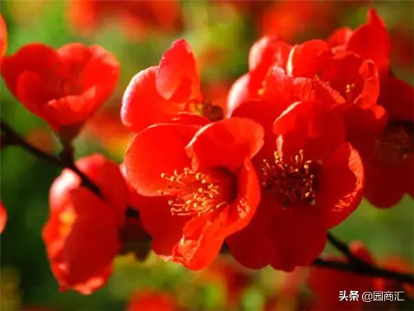 东洋锦海棠的养殖方法和注意事项，东洋锦海棠怎么养（这些品种不仅名字好听）