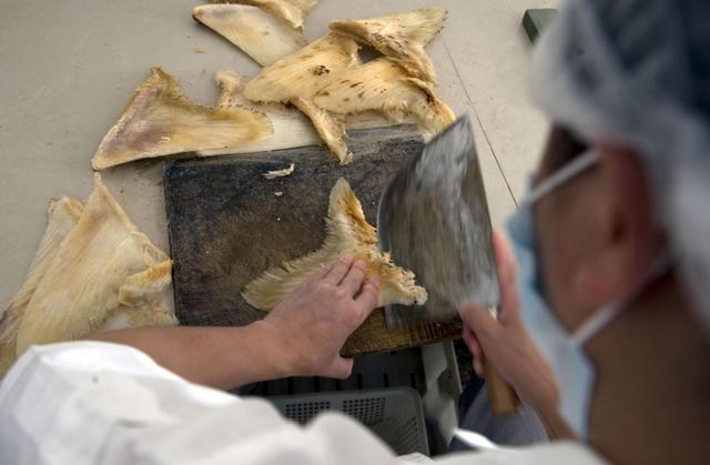 鱼翅汤怎么做，做鱼汤怎么做好吃（600元一碗鱼翅汤）