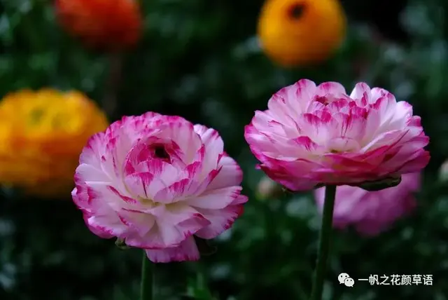 花毛茛，花毛茛<Ranunculus（花毛茛的花语）