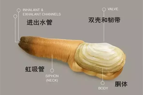 象拔蚌有什么功效，象拔蚌吃了有什么功效（原来能做刺身的“大象鼻子”叫做象拔蚌）