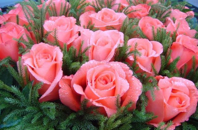 天堂鸟花语，天堂鸟花图片（你知道大自然中这些花的花语吗）