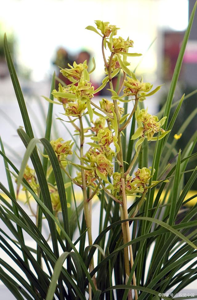 兰花怎么养 手把手教你养殖，兰花怎么养（新手也能养的苗壮开花多）